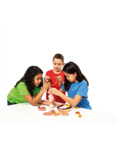 BANDEJA PLASTILINA DE 6 PASTILLAS 50GR COLORES...