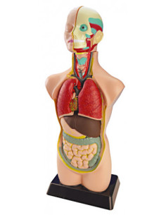 JUEGO ANATOMIA HUMANA 11 PIEZAS 50 CM MINILAND 99020 2