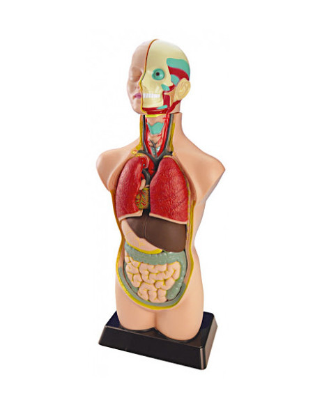 JUEGO ANATOMIA HUMANA 11 PIEZAS 50 CM MINILAND 99020