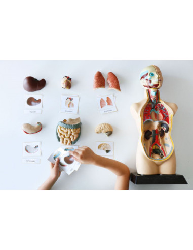 JUEGO ANATOMIA HUMANA 11 PIEZAS 50 CM MINILAND...