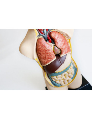 JUEGO ANATOMIA HUMANA 11 PIEZAS 50 CM MINILAND...