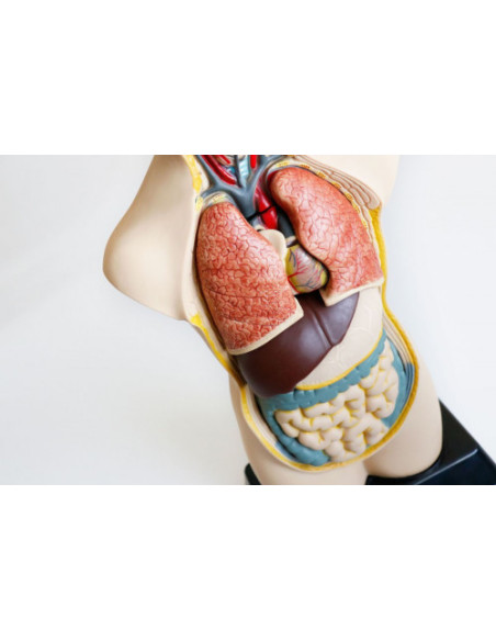 JUEGO ANATOMIA HUMANA 11 PIEZAS 50 CM MINILAND 99020