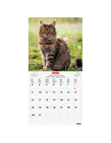 CALENDARIO FINOCAM 2026 PARED 18X18CM CATS INTL